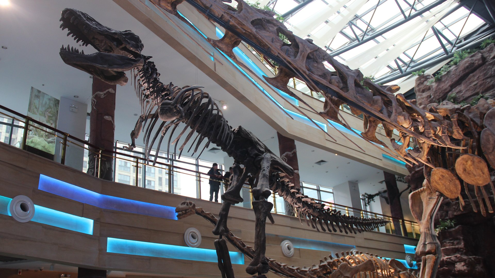 Scheletro di Tyrannosaurus rex esposto in un museo di storia naturale