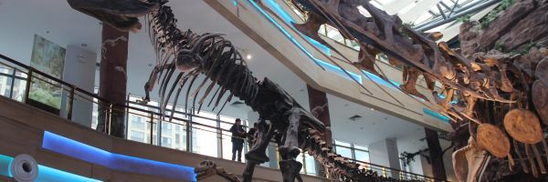 Scheletro di Tyrannosaurus rex esposto in un museo di storia naturale